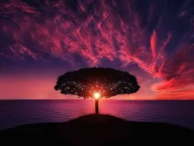 Arbol atardecer mar